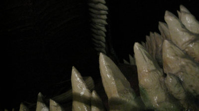 Close up of whale teeth