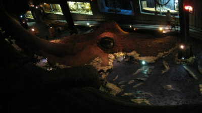 Giant squid from up above