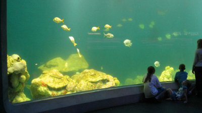 The new saltwater aquarium