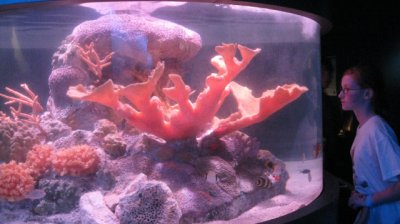 A red coral that turned Aurora purple