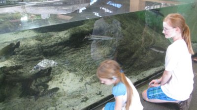 The freshwater tank