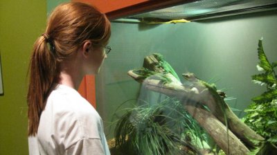 Lizards