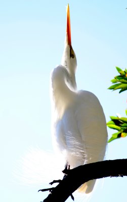 skyward.jpg