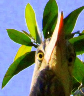heron bizarre.jpg