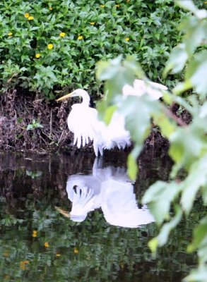 Great Egret reflecting.JPG