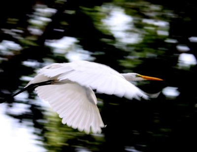 Flight.jpgt