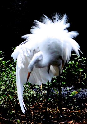 Egret Bow.jpg