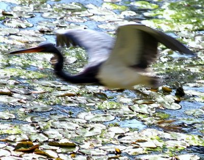 Heron Monet.jpg