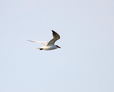 IMG_4853.JPG