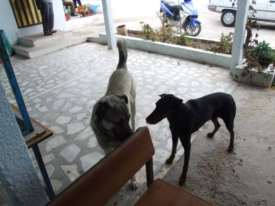 dalyan