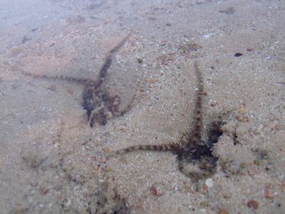 red sea stars