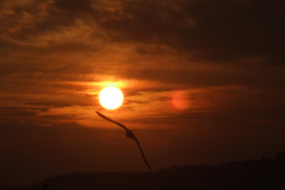 sun set bird