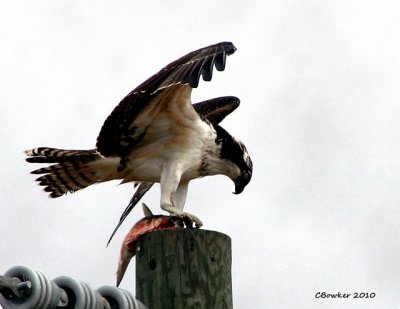 Osprey