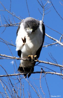 White Tailed Hawk