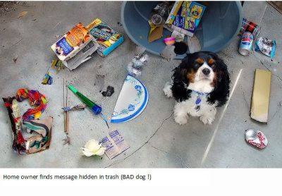 BAD dog !
