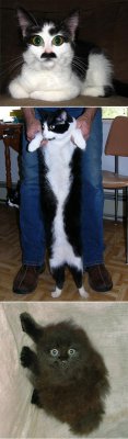 3-catz
