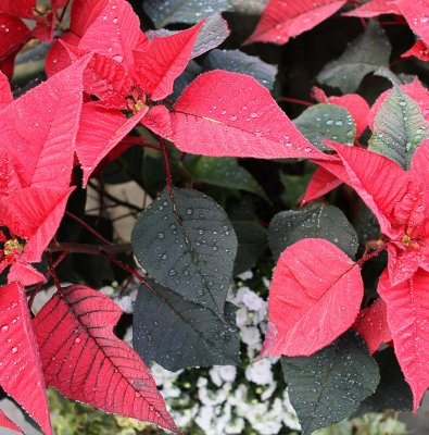 poinsettia-closeup.jpg