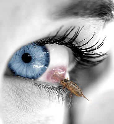 eye-2.jpg