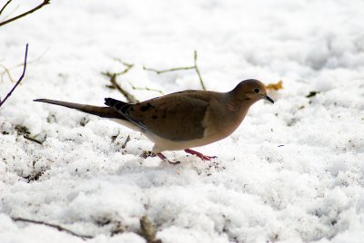 Mourning Dove