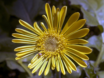 1yellow.jpg