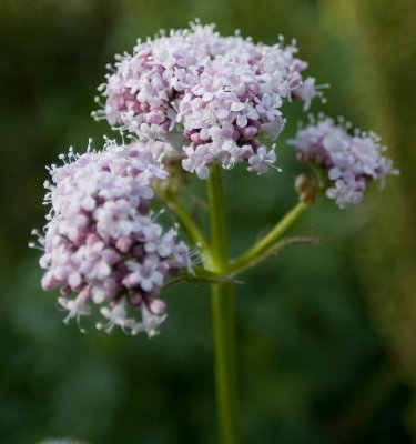 Flower-XS-20mm28.jpg