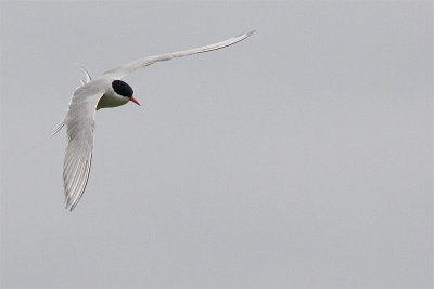 g1/39/362639/3/125781209.cIPEN85f.jpg