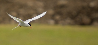 g1/39/362639/3/125781210.UGEVNXYR.jpg