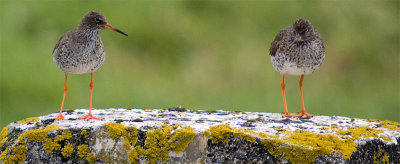 Tringa-totanus-2010---01.jpg