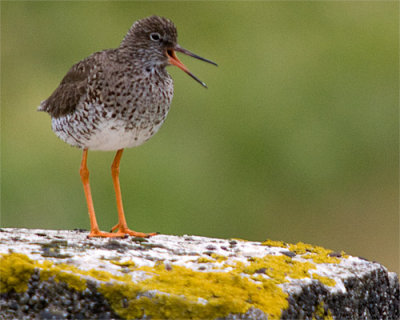 Tringa-totanus-2010---02.jpg