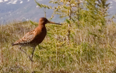 Limosa-Limosa.jpg