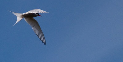 artic-tern-g2-2003.jpg
