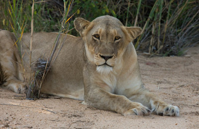 Lioness