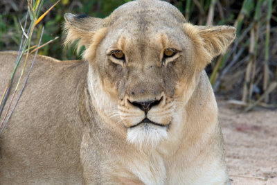 Lioness