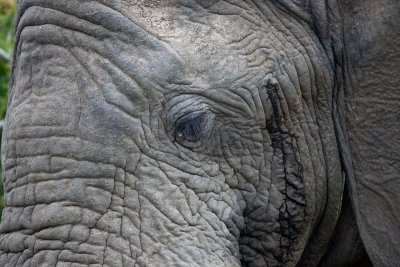Male Elephant Close Up