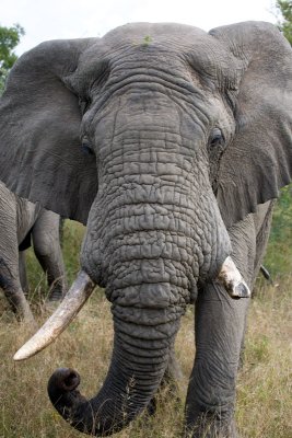 Male Elephant Large Trunk