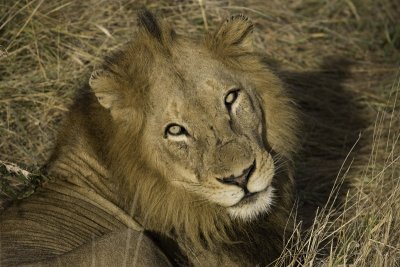 Lion Male Close Up - Bubezi