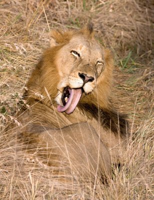 Male Lion
