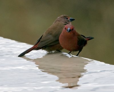 African Firefinches