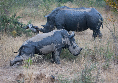 Baby Rhino Rubbing