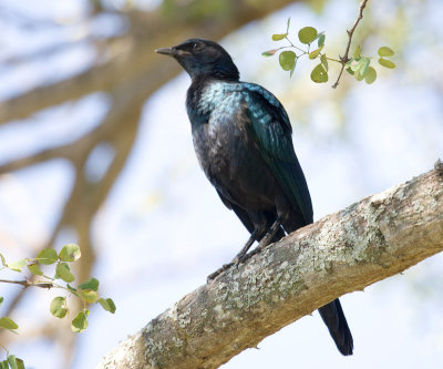 Burchells Starling