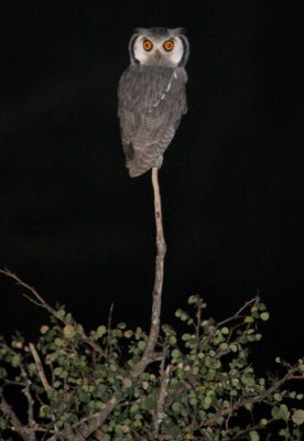 Southern White Face Owl