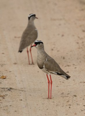 Crowned Plover / Lapwing