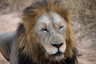 Lion Male - Bubezi