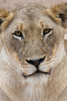 Lioness