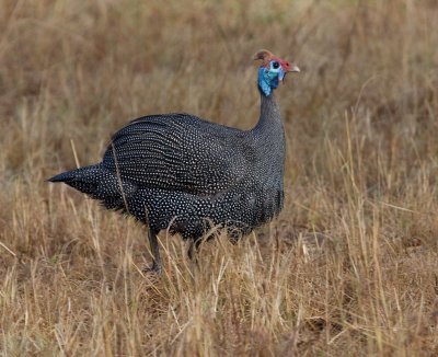 Helmeted Guinea Fowl