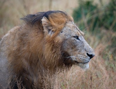 Manyaleti Male Lion After Rain