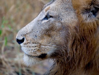 Manyaleti Male Lion Close Up