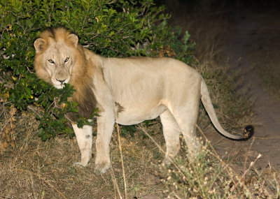 Manyaleti Male Lion Scent Marking