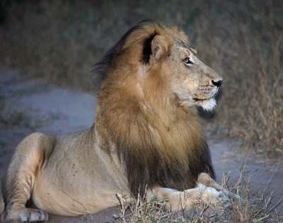 Manyaleti Male Lion