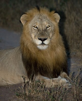 Manyaleti Male Lion